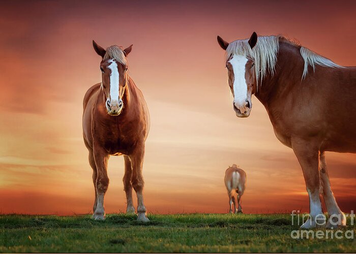 belgian Draft Horse  Greeting Card featuring the photograph We're Listening by Tamyra Ayles