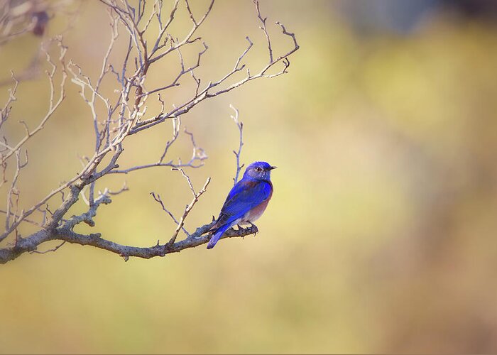 Bluebird Greeting Card featuring the photograph Western Bluebird on Bare Branch by Susan Gary
