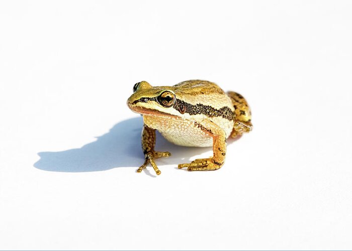 Western Chorus Frog Greeting Card featuring the photograph Western Chorus Frog 01 by Josh Bryant
