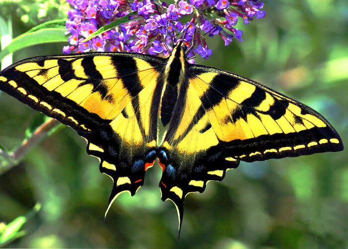 Swallowtail Butterfly Greeting Card featuring the photograph Western Gardens by Laura Mountainspring