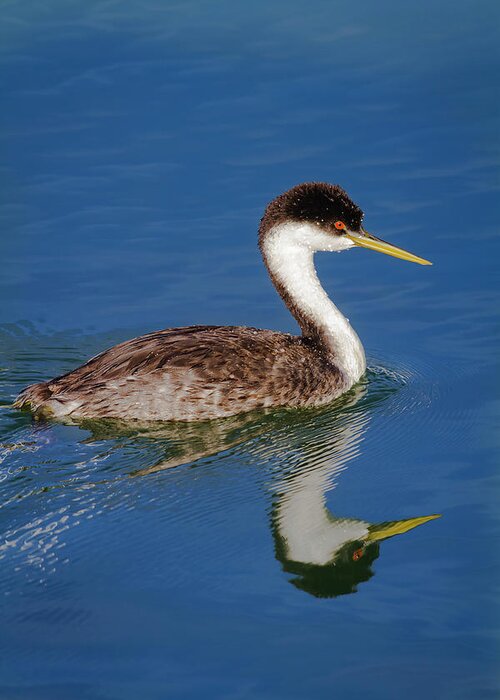 Mark Miller Photos Greeting Card featuring the photograph Western Grebe Reflection by Mark Miller