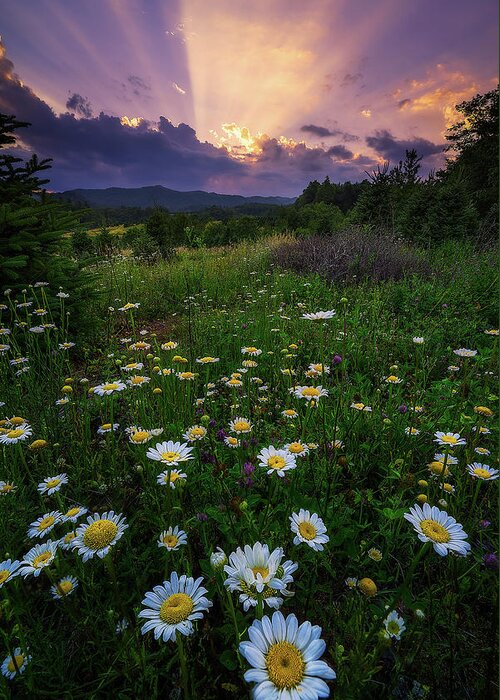 Daisy Greeting Card featuring the photograph Western North Carolina - Life Elevated by Jason Penland