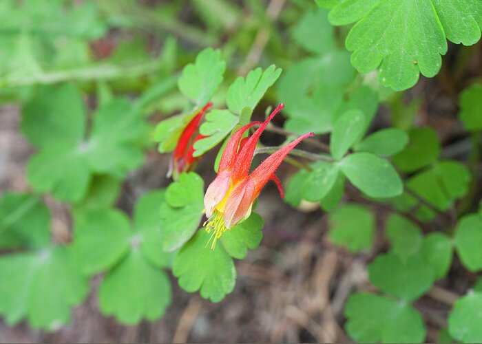 Colorado Greeting Card featuring the photograph Western Red Columbine by Julia McHugh