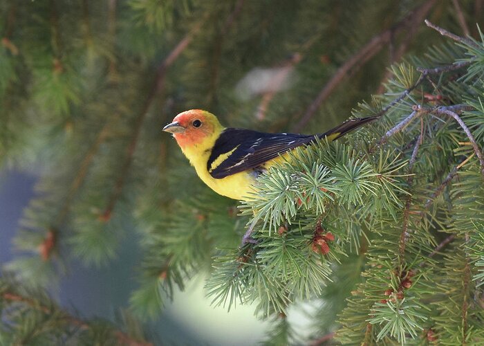  Greeting Card featuring the photograph Western Tanager by Ben Foster