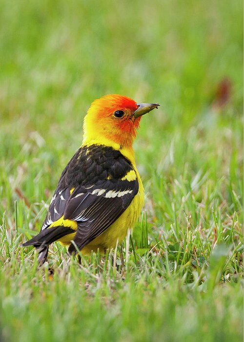 Mark Miller Photos Greeting Card featuring the photograph Western Tanager by Mark Miller
