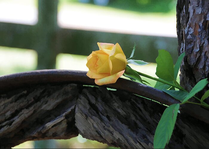Rose Greeting Card featuring the photograph Western Yellow Rose VII by Jody Lovejoy