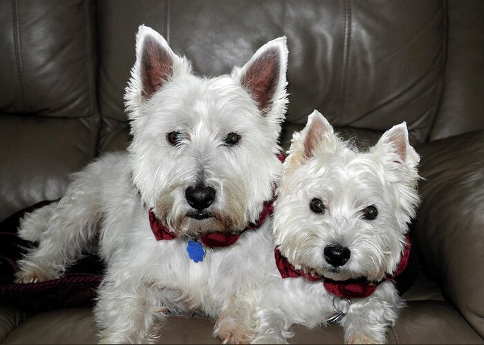 Dogs Greeting Card featuring the photograph Westie World by Geraldine Alexander