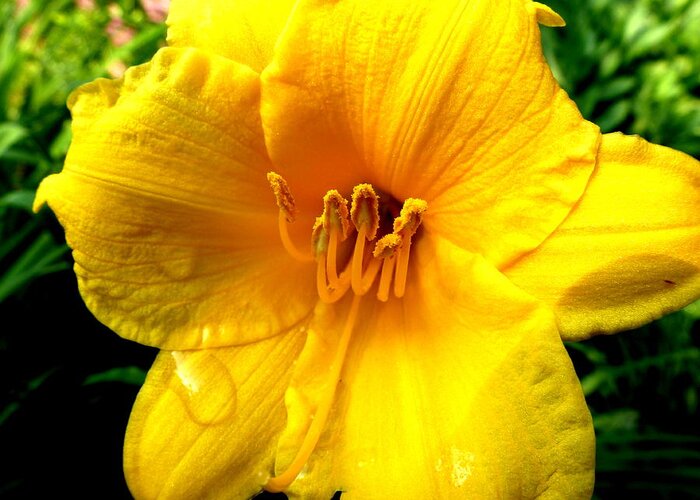 Wet Daylily Greeting Card featuring the photograph Wet Daylily by Beth Akerman