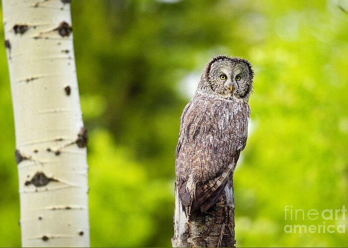 Great Gray Owl Greeting Card featuring the photograph Wet Feathers by Aaron Whittemore
