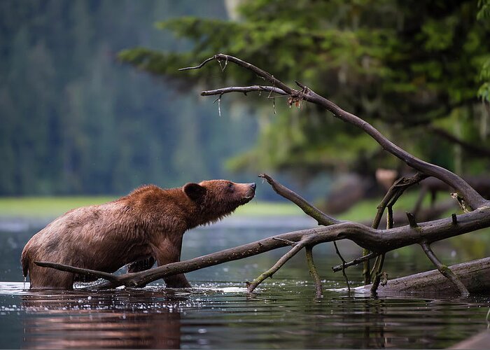 Bears Greeting Card featuring the photograph Wet Grizzly by Bill Cubitt