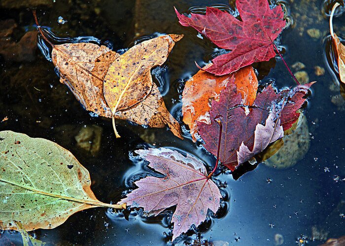 Fall Greeting Card featuring the photograph Wet Leaves by Susan Bandy