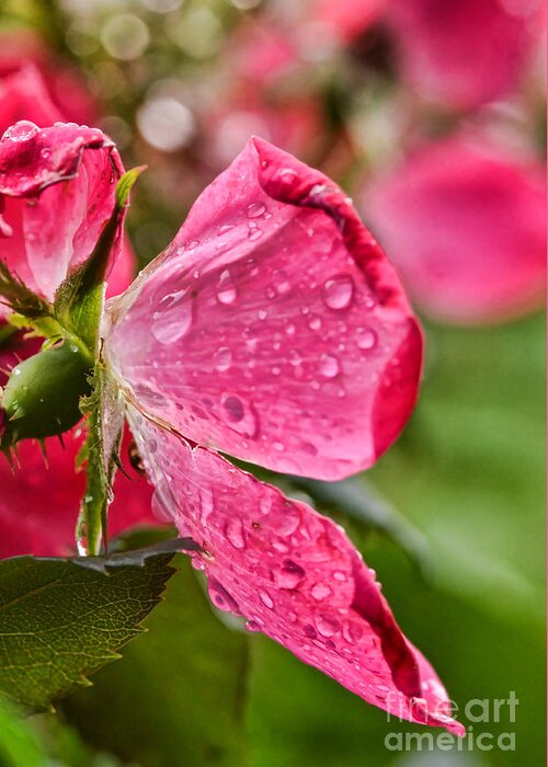 Wet Greeting Card featuring the photograph Wet Petals by Kerri Farley