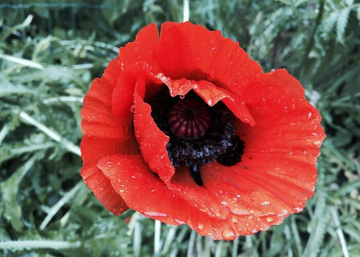 Orphelia Aristal Greeting Card featuring the photograph Wet Poppy by Orphelia Aristal