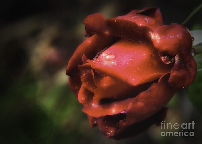 Rose Greeting Card featuring the photograph Wet Red Rose by Barry Weiss