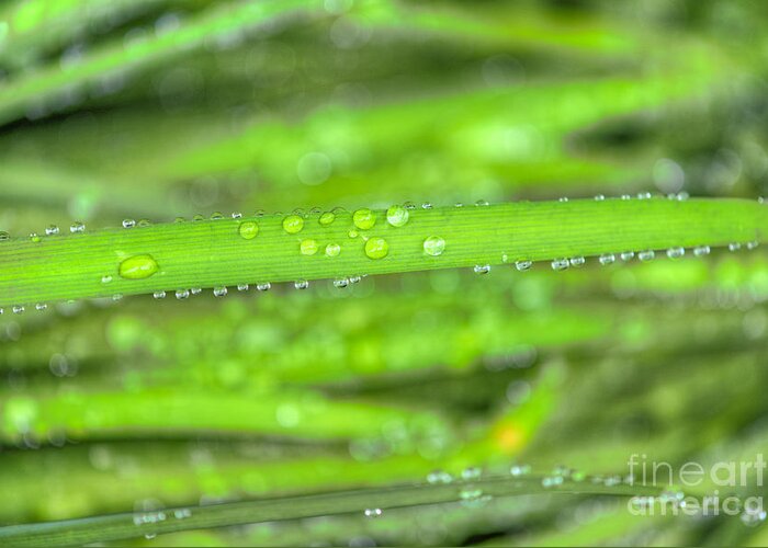 Garden Flowers Greeting Card featuring the photograph Wet Tall Grass water Drops by David Zanzinger