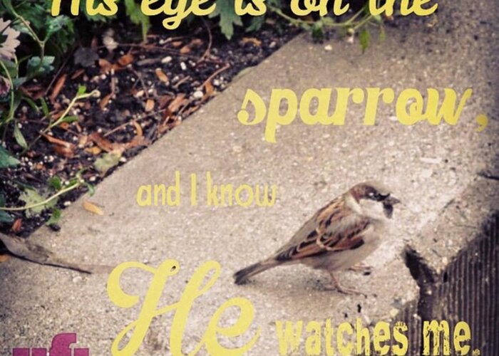  Greeting Card featuring the photograph What Is The Price Of Two Sparrows-one by LIFT Women's Ministry designs --by Julie Hurttgam