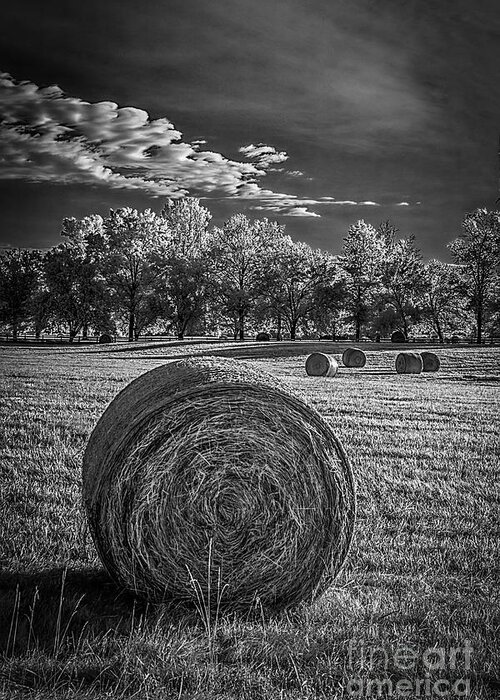 Needwood Greeting Card featuring the photograph What the hay---IR by Izet Kapetanovic