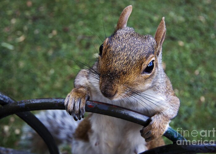 Squirrel Greeting Card featuring the photograph whats Up by Agusti Pardo Rossello