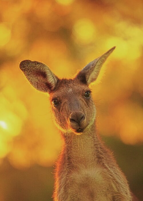 Mad About Wa Greeting Card featuring the photograph What's Up, Yanchep National Park by Dave Catley