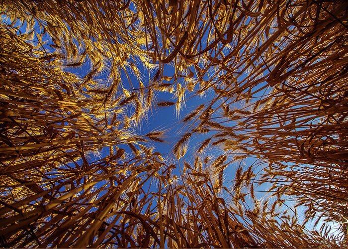 Wheat Bug's Eye Fisheye Barley Grain Sky Looking Up Blue Gold Nd North Dakota Farming Agriculture Harvest Golden Amber Waves Greeting Card featuring the photograph Wheat - Bugs eye view by Peter Herman