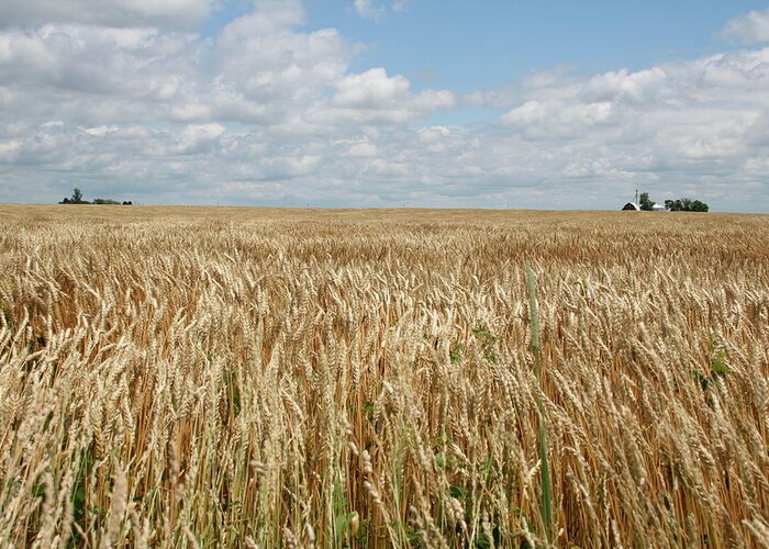 Wheat Farms Greeting Card featuring the photograph Wheat Farms by Dylan Punke