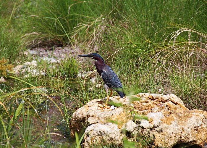 Green Heron Greeting Card featuring the photograph When the Wind Whistles by Michiale Schneider