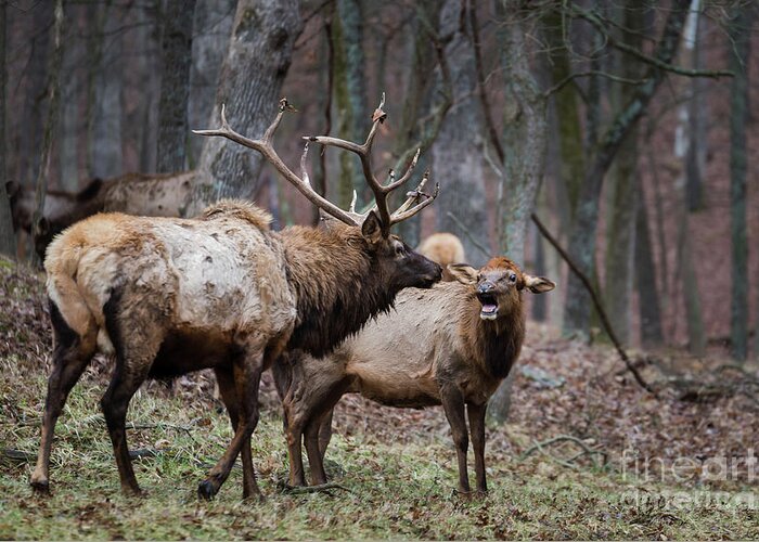 Elk Greeting Card featuring the photograph Where have you been? by Andrea Silies