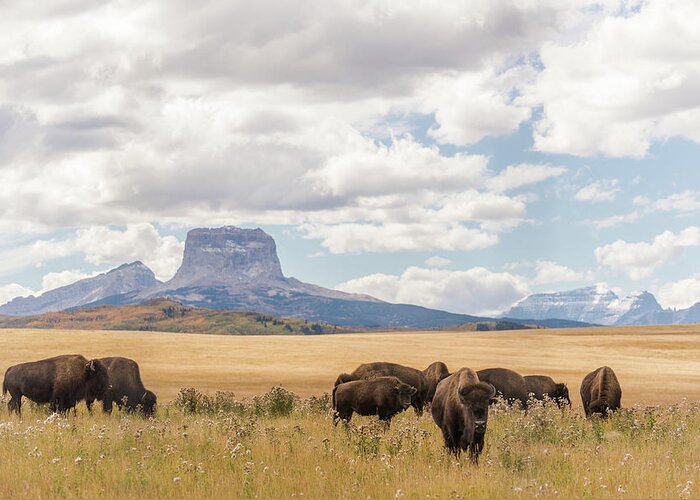 North Greeting Card featuring the photograph Where the Buffalo Roam by Alex Lapidus