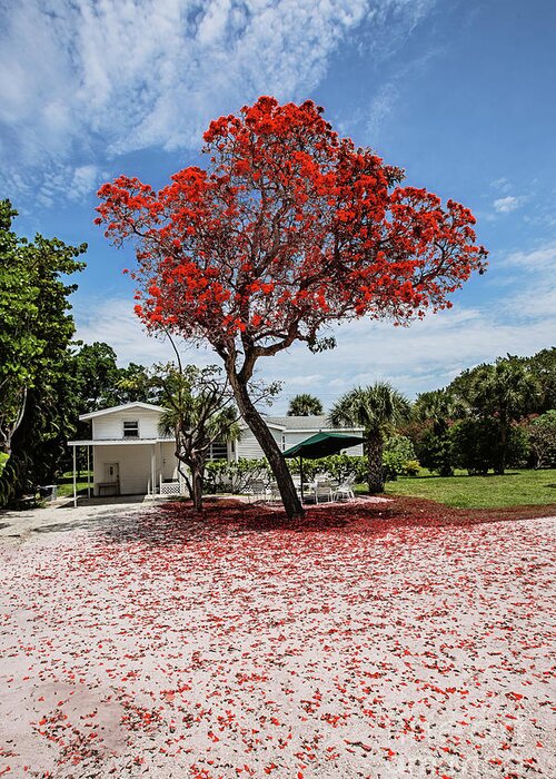Red Tree Greeting Card featuring the photograph Where the Red Tree Grows by Scott Pellegrin