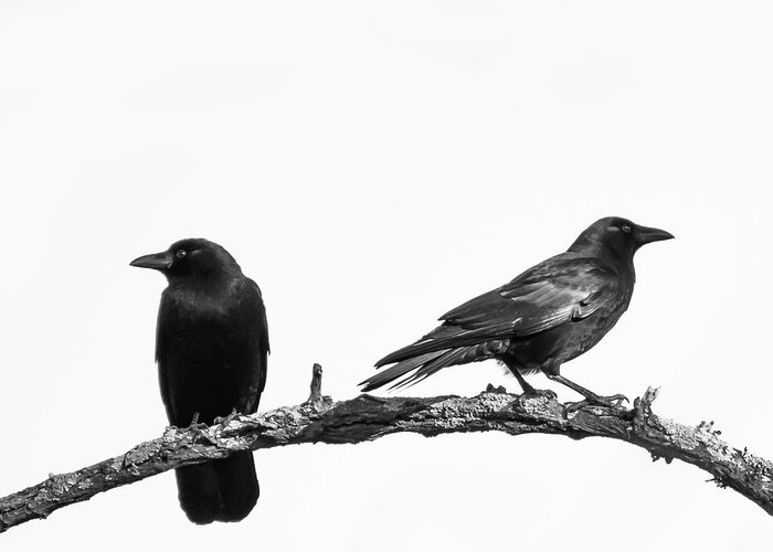 Which Way Two Black Crows On White Square Greeting Card featuring the photograph Which Way Two Black Crows on White Square by Terry DeLuco