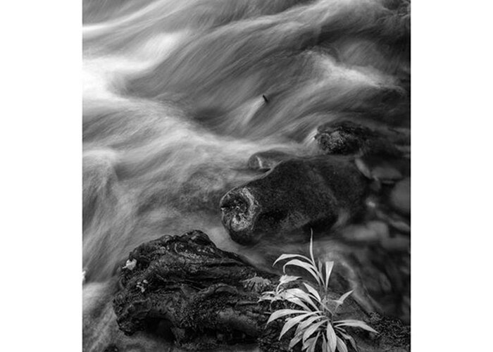  Greeting Card featuring the photograph While Standing Next To A Stream I by Jon Glaser