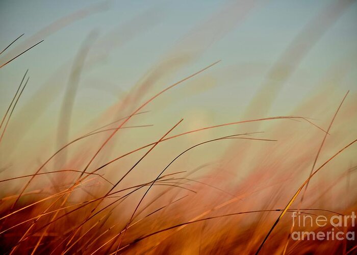 Beach Grass Greeting Card featuring the photograph Whispering Grass by Debra Banks