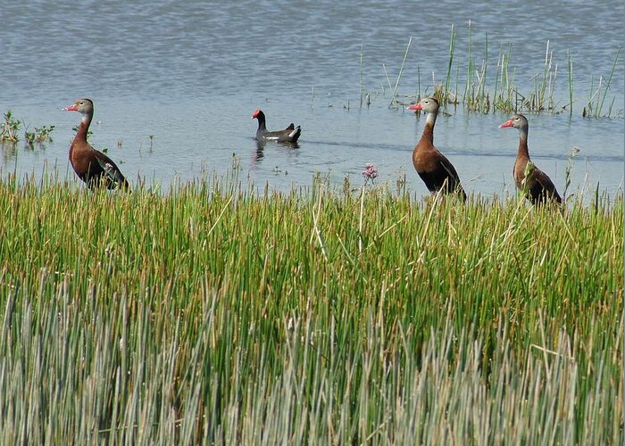 Black Bellied Whistling Duck Greeting Card featuring the photograph Whistling Moor by Lynda Dawson-Youngclaus