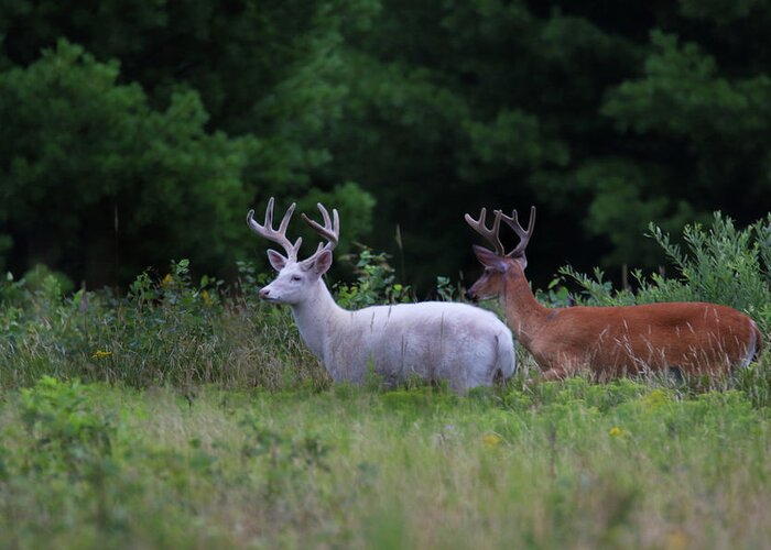 Deer Greeting Card featuring the photograph White and Brown Bucks by Brook Burling