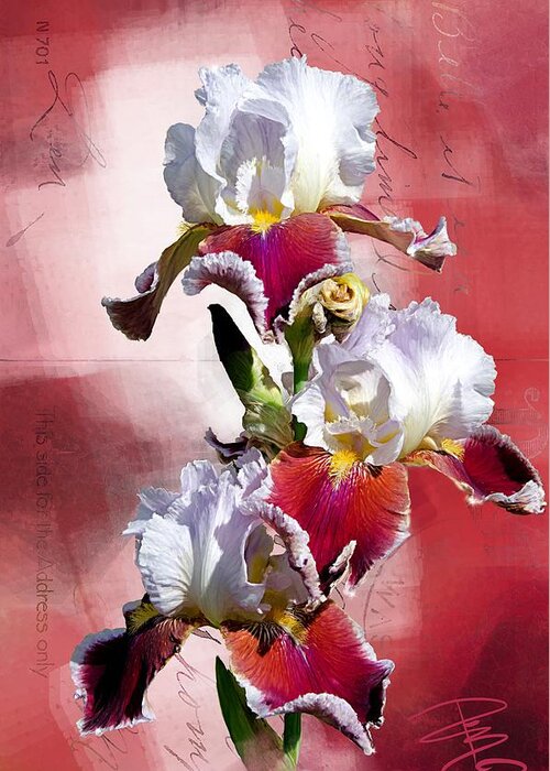 Beautiful Greeting Card featuring the digital art White and Burgundy Irises by Debra Baldwin