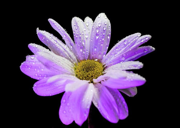 White Greeting Card featuring the photograph White and purple glow daisy flower by Lilia S