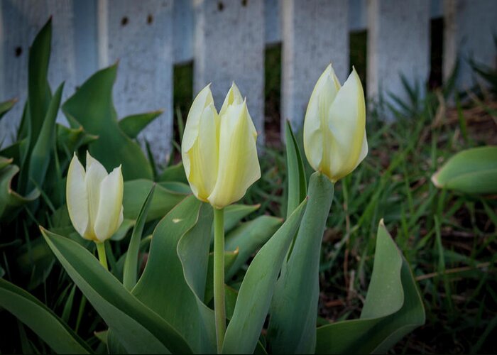 Yellow Greeting Card featuring the photograph White and Yellow Tulips by K Bradley Washburn