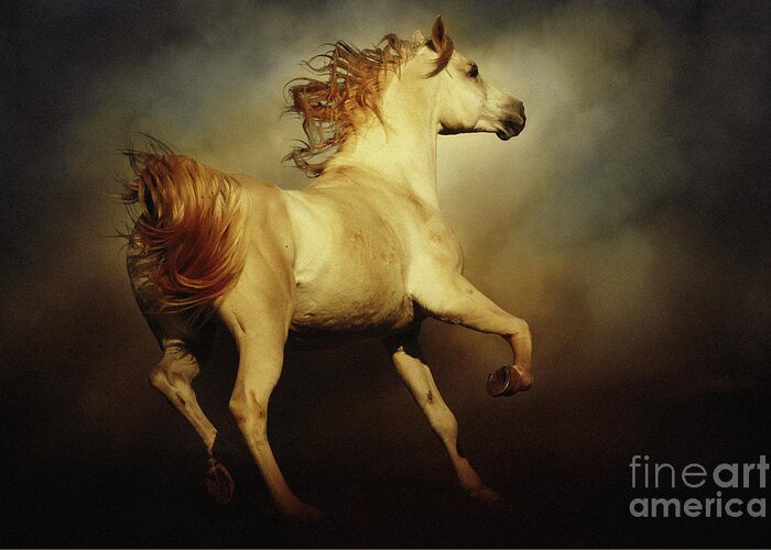 Horse Greeting Card featuring the photograph White arabian horse with long beautiful mane by Dimitar Hristov