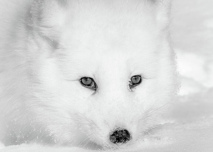 White Arctic Fox Face Close Up Bw Greeting Card For Sale By Athena Mckinzie