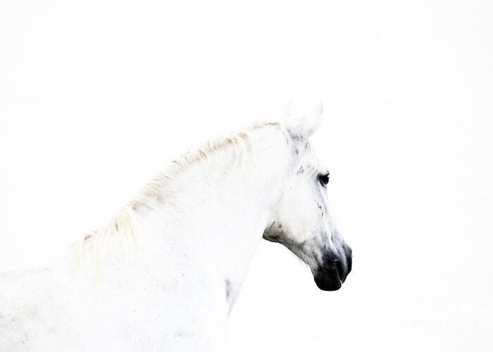 Lipica Stud Greeting Card featuring the photograph White Beauty of Lipica by Carien Schippers