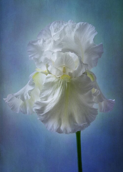 White Iris Greeting Card featuring the photograph White Bianca by Marina Kojukhova