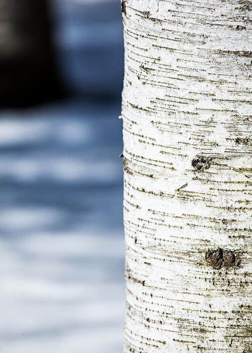 White Brich Tree Greeting Card featuring the photograph White Birch Abstract by Karol Livote