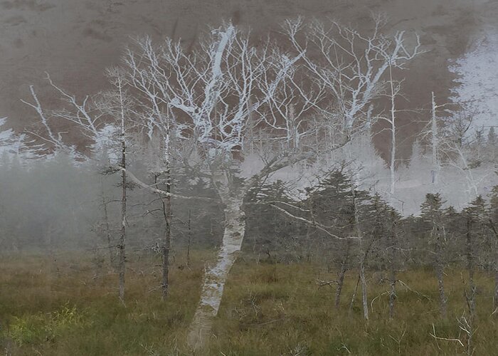 Nature Greeting Card featuring the photograph White Birch by Tasha ONeill