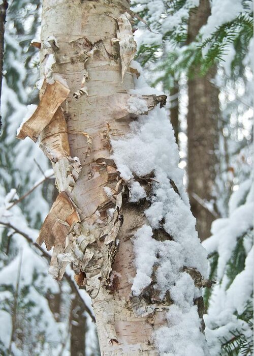 Birch Greeting Card featuring the photograph White Birch with Snow by Michael Peychich