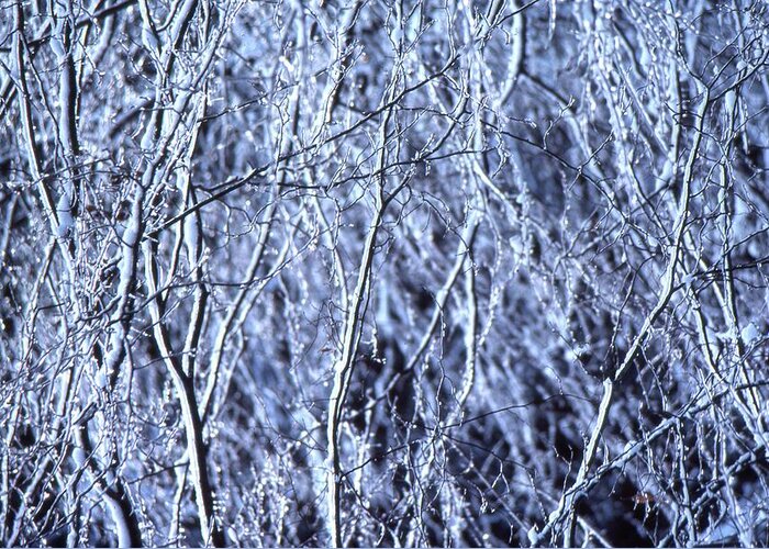 Abstract Greeting Card featuring the photograph White Branches by Lyle Crump