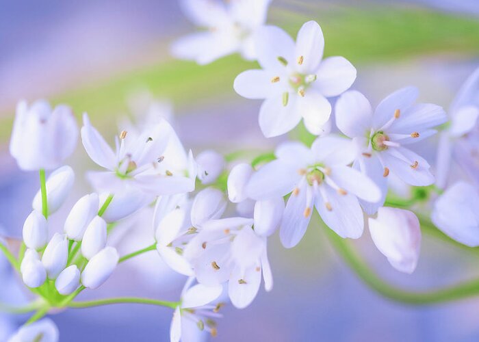 Nature Greeting Card featuring the photograph White buds by Giovanni Allievi