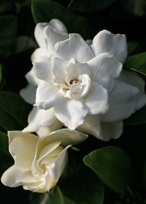 Gardenia Greeting Card featuring the photograph White Bunny Gardenia by Tammy Pool