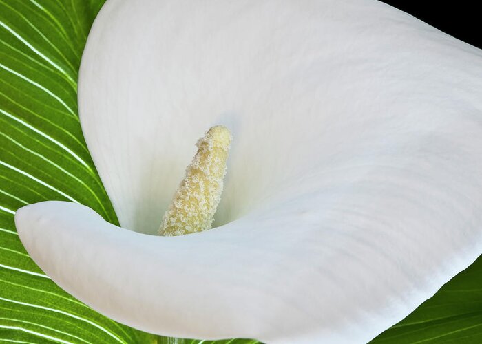 Calla Greeting Card featuring the photograph White Calla by Heiko Koehrer-Wagner