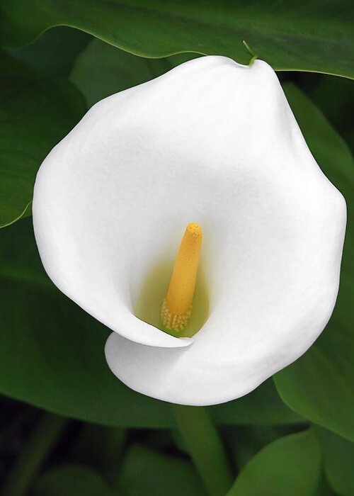 Flower Greeting Card featuring the photograph White Calla Lily by Alexandra Till