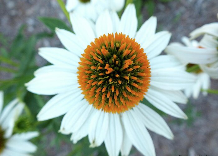 Cone Greeting Card featuring the photograph White Cone Flower by Kimmary MacLean